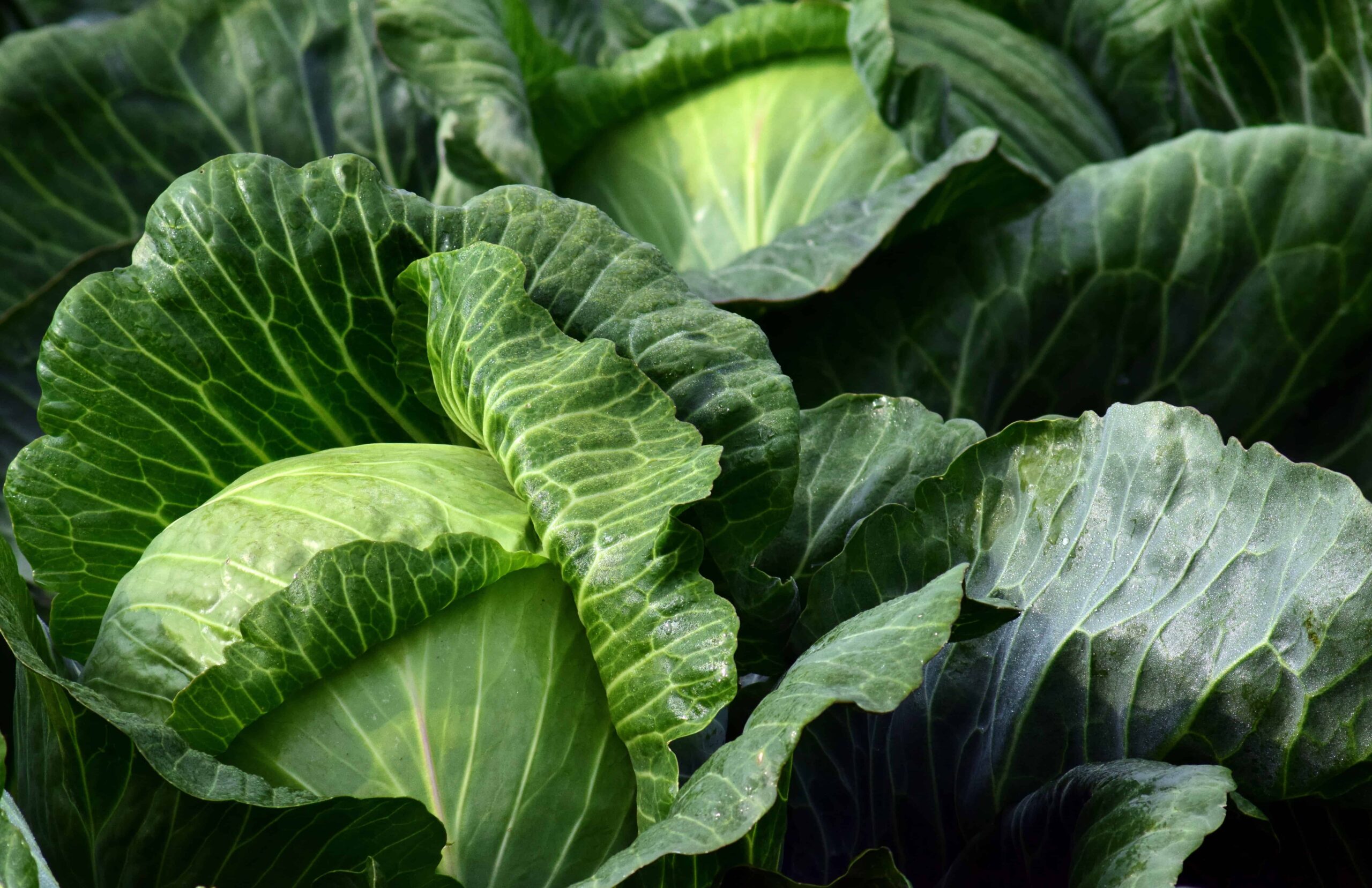 Cabbage
