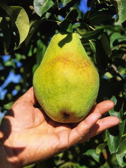 pear_Mondial